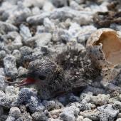 Sooty tern. Newly hatched chick. Rawaki, Phoenix Islands, June 2008. Image &copy; Mike Thorsen by Mike Thorsen