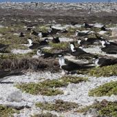 Sooty tern. Colony. Rawaki, Phoenix Islands, May 2008. Image &copy; Mike Thorsen by Mike Thorsen