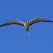 Sooty tern. Adult in flight, ventral. Raoul Island, Kermadec Islands. Image &copy; Gareth Rapley by Gareth Rapley