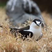 Sooty tern. Adult on nest. Raoul Island, Kermadec Islands. Image &copy; Gareth Rapley by Gareth Rapley