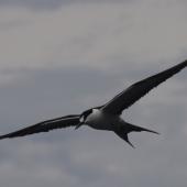 Sooty tern. Adult in flight. Raoul Island, Kermadec Islands. Image &copy; Gareth Rapley by Gareth Rapley
