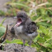 Sooty tern. Chick. Raoul Island, Kermadec Islands. Image &copy; Gareth Rapley by Gareth Rapley