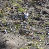 Sooty tern. Breeding colony. Raoul Island, Kermadec Islands. Image &copy; Gareth Rapley by Gareth Rapley