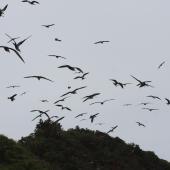 Sooty tern. Flock in flight. Raoul Island, Kermadec Islands. Image &copy; Gareth Rapley by Gareth Rapley