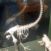Eastern moa. Fossil skeleton mounted in Southland Museum. Wakapatu, Southland. Image &copy; Alan Tennyson & the Southland Museum by Alan Tennyson