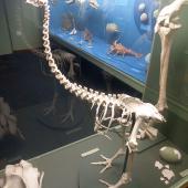 Eastern moa | Moa mōmona. Fossil skeleton mounted at Southland Museum. Wakapatu, Southland. Image &copy; Alan Tennyson & the Southland Museum by Alan Tennyson