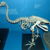 Eastern moa | Moa mōmona. Fossil skeleton mounted at Tring Museum. . Image &copy; Alan Tennyson & the Natural History Museum by Alan Tennyson
