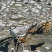 Grey-backed tern. Non-breeding adult; first New Zealand record. Papakanui Spit, February 1999. Image &copy; Michael Twyman by Michael Twyman