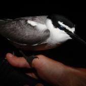 Grey-backed tern. Adult perched on hand at night. Rawaki, Phoenix Islands, June 2008. Image &copy; Mike Thorsen by Mike Thorsen