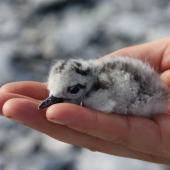 Grey-backed tern. Chick in hand. Rawaki, Phoenix Islands, May 2008. Image &copy; Mike Thorsen by Mike Thorsen
