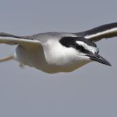 Bridled tern. Adult in flight. Penguin Island, Western Australia, January 2016. Image &copy; Georgina Steytler 2016 birdlifephotography.org.au by Georgina Steytler