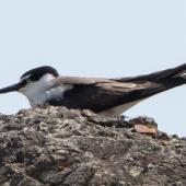 Bridled tern. Adult. First live New Zealand record. The Bluff, Ninety Mile Beach, February 2022. Image &copy; Scott Brooks by Scott Brooks