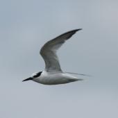 Little tern. In flight. Big Sand Island, December 2011. Image &copy; Duncan Watson by Duncan Watson