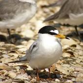 Little tern | Tara teo. Adult in breeding plumage. Kidds Beach, Manukau Harbour, April 2022. Image &copy; Phil Hammond by Phil Hammond