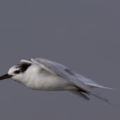 Little tern. Non-breeding adult in flight. Foxton estuary, April 2017. Image &copy; Imogen Warren by Imogen Warren