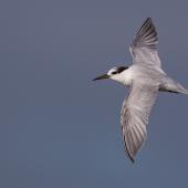 Little tern | Tara teo. Non-breeding adult in flight. Foxton estuary, April 2017. Image &copy; Imogen Warren by Imogen Warren