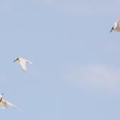 Little tern | Tara teo. Three birds, non-breeding plumage. Manukau Harbour, December 2015. Image &copy; Oscar Thomas by Oscar Thomas https://www.flickr.com/photos/kokakola11/