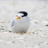 Fairy tern. Adult in breeding plumage. Waipu estuary, Northland, October 2012. Image &copy; Thomas Musson by Thomas Musson tomandelaine@xtra.co.nz