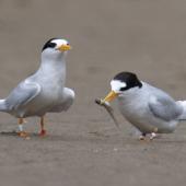 Fairy tern. Courting adults (with a bridled goby). Mangawhai, November 2021. Image &copy; Darren Markin by Darren Markin