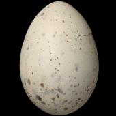 Fairy tern. Egg 37.3 x 26.0 mm (NMNZ OR.025365, collected by Richard Parrish). Mangawhai. Image &copy; Te Papa by Jean-Claude Stahl