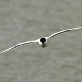 Gull-billed tern. Adult in flight (frontal). Wanganui, May 2013. Image &copy; Ormond Torr by Ormond Torr