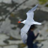Caspian tern. Adult flying. Kaikoura Peninsula, January 2013. Image &copy; Brian Anderson by Brian Anderson BaPhotographic