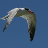 Caspian tern | Taranui. Adult in flight. Hot Water Beach, Coromandel. Image &copy; Noel Knight by Noel Knight