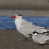 Caspian tern. Non-breeding adult beside white-fronted tern. Ashley estuary,  Canterbury, May 2014. Image &copy; Steve Attwood by Steve Attwood &nbsp;http://www.flickr.com/photos/stevex2/