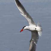 Caspian tern. Adult in breeding plumage. Wanganui, August 2012. Image &copy; Ormond Torr by Ormond Torr