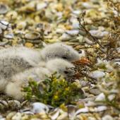 Caspian tern | Taranui. Two chicks at nest. Awarua Bay, January 2015. Image &copy; Glenda Rees by Glenda Rees https://www.flickr.com/photos/nzsamphotofanatic/