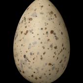 Caspian tern | Taranui. Egg 65.8 x 43.1 mm (NMNZ OR.019767, collected by Frederich-Carl Kinsky). Palliser Spit, Wairarapa, November 1952. Image &copy; Te Papa by Jean-Claude Stahl