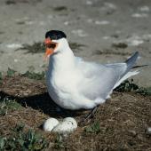 Caspian tern. Adult at nest with 3 eggs. Grays Spit, Lake Ellesmere. Image &copy; Department of Conservation (image ref: 10031300) by Peter Morrison, Department of Conservation Courtesy of Department of Conservation