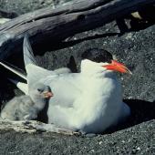 Caspian tern | Taranui. Adult and chick at nest. Onoke Spit, Palliser Bay, November 1979. Image &copy; Department of Conservation (image ref: 10033855) by Rod Morris, Department of Conservation Courtesy of Department of Conservation