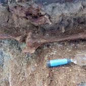 Stout-legged moa. Leg bones (tarsometatarsus and tibiotarsus) being excavated. East of White Rock, Wairarapa, October 2014. Image &copy; Alan Tennyson by Alan Tennyson