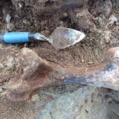 Stout-legged moa | Moa hakahaka. Femur being excavated. East of White Rock, Wairarapa, October 2014. Image &copy; Alan Tennyson by Alan Tennyson
