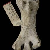 Stout-legged moa. Holotype of Euryapteryx pygmaeus (synonym). Specimen registration no. S.024322; image no. MA_I064688. Takaka. Image &copy; Te Papa See Te Papa website: http://collections.tepapa.govt.nz/objectdetails.aspx?irn=259976&amp;term=S.024322