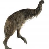 Stout-legged moa. Model (adult). Purchased 2006. Specimen registration no. S.044280; image no. MA_I079444. . Image &copy; Te Papa See Te Papa website: http://collections.tepapa.govt.nz/objectdetails.aspx?irn=713141&amp;term=S.044280