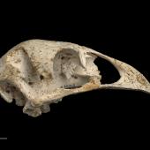 Stout-legged moa. Skull (lateral). Purchased 1995. Specimen registration no. S.030212; image no. MA_I251450. Irvines Tomo, Paynes Ford, Takaka Valley, August 1992. Image &copy; Te Papa ee Te Papa website: http://collections.tepapa.govt.nz/objectdetails.aspx?irn=263913&amp;term=S.030212