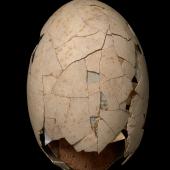 Stout-legged moa | Moa hakahaka. Egg 208 x ??? mm (NMNZ S.000002, collected by Walter Mantell). Awamoa, North Otago. Image &copy; Te Papa by Jean-Claude Stahl