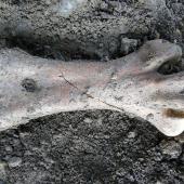 Stout-legged moa. Tarsometatarsus (21 cm long) dorsal view, in situ just excavated. Tora Coast, Wairarapa, September 2012. Image &copy; Alan Tennyson by Alan Tennyson