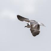 White-winged black tern. Immature in flight showing dorsal wing aspect. Waituna Wetlands Scientific Reserve, February 2022. Image &copy; Glenda Rees by Glenda Rees https://www.facebook.com/NZBAONPhttps://www.flickr.com/photos/nzsamphotofanatic/