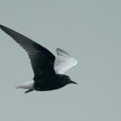 White-winged black tern. Adult in near complete breeding plumage, in flight. Maketu estuary, April 2015. Image &copy; Andrew Thomas by Andrew Thomas