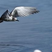 White-winged black tern. Non-breeding adult in flight. Lake Horowhenua, August 2013. Image &copy; Lena Berger by Lena Berger