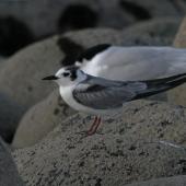 White-winged black tern. Non-breeding bird in front of white-fronted tern. Nelson Boulder Bank, December 2015. Image &copy; Craig Martin by Craig Martin