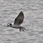 White-winged black tern. Non-breeding adult flying. Nelson sewage ponds, July 2015. Image &copy; Rebecca Bowater by Rebecca Bowater FPSNZ AFIAP www.floraandfauna.co.nz