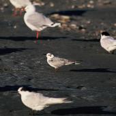White-winged black tern. Adult in non-breeding plumage, with red-billed gulls and white-fronted terns. Waikanae River estuary, March 1994. Image &copy; Alan Tennyson by Alan Tennyson