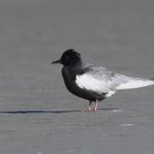 White-winged black tern. In breeding plumage on sandbank. Lower Wairau, May 2012. Image &copy; Will Parsons by Will Parsons &nbsp;courtesy of Driftwood Ecotours&nbsp; http://www.driftwoodecotours.co.nz