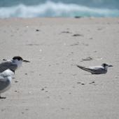 White-winged black tern. Immature (on right) with white-fronted terns. Te Arai, Northland, March 2015. Image &copy; Susan Steedman by Susan Steedman