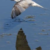 White-winged black tern. Non-breeding plumage (in flight). Tolderol Game Reserve, South Australia, February 2018. Image &copy; John Fennell by John Fennell