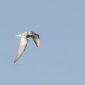 Whiskered tern. In flight.  Immature plumage. Clifton Wastewater Ponds, Invercargill, July 2022. Image &copy; Glenda Rees by Glenda Rees https://www.facebook.com/NZBAONP,&nbsp;https://www.flickr.com/photos/nzsamphotofanatic/